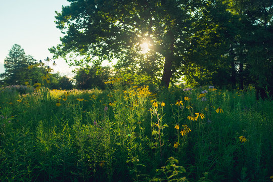 sunflowers in a field at sunset with a large tree