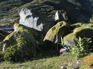 New Zealand. Nature  in Franz Joseph Glacier. Oceania