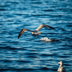 Seagull taking flight