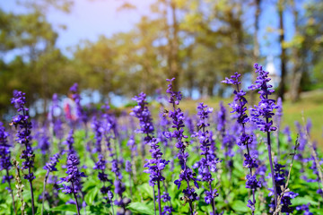 Obraz premium Blue Salvia with backdrop of the sunlight, Salvia farinacea Benth.