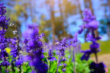 Blue Salvia with backdrop of the sunlight, Salvia farinacea Benth.