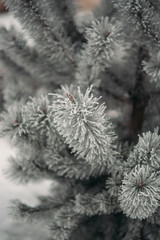 The branches of a Christmas tree in the snow