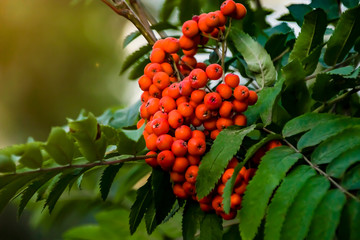 Rowan ripe on a green tree in the glare of light