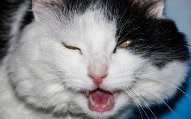 cat closeup open mouth face muzzle screaming screams