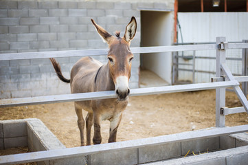 Young beautiful donkey is standing in the stall