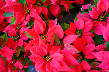 Red poinsettia flowers in the Christmas holiday season