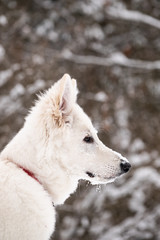 Obraz premium Swiss shepherd puppy in winter forest 