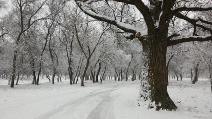 trees in park