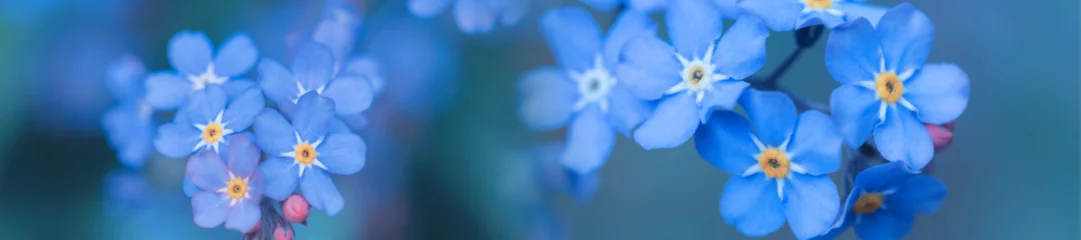 Tuinposter Bloemen panorama lente achtergrond vergeet-mij-niet bloemen