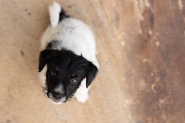 Young Jack Russell Terrier puppy dog 7,5 weeks old  is looking up. Funny perspective