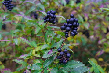 Ornamental shrubs with dark blue-black berries. Wolf berries. Autumn landscape