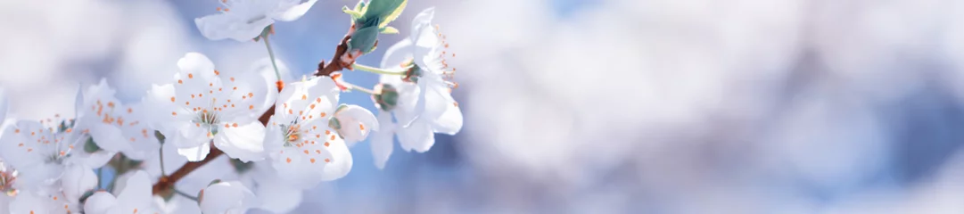 Crédence de cuisine en verre imprimé Printemps Fleurs de printemps panorama sur les branches d& 39 un prunier