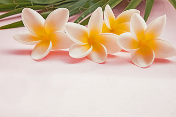 Fototapeta na wymiar Palm leaf and tropical plumeria flowers on pink background,