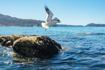 Abel Tasman Bay Paddeling