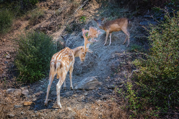 Obraz na płótnie Canvas Fallow deer family on rocky mountain slope.
