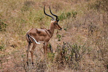Naklejka na ściany i meble Beautiful coloring and horns of the Impala male in Tarangire National Park Tanzania