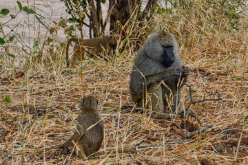 Obraz premium An adult male with two nearby young olive baboons in Tarangire National Park Tanzania