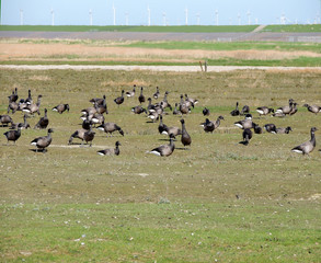 Black geese colony, Branta bernicla, on North Sea in spring