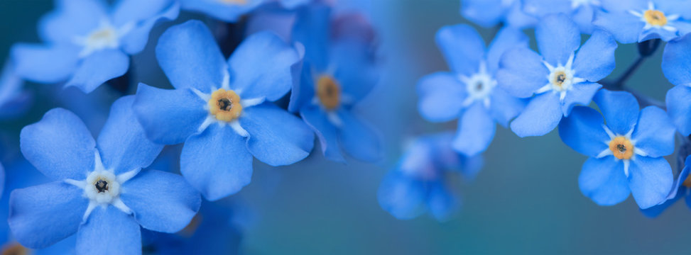 Fototapeta banner spring background forget-me-not flowers