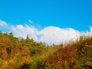 Fototapeta na wymiar Autumnal trees on blue sky background.