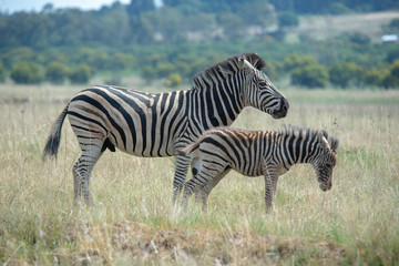 Fototapeta na wymiar Zebra parent and child.