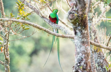Quetzal splendente
