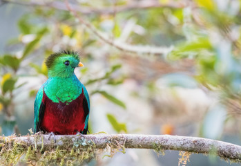 Quetzal splendente
