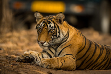 tiger cub resting at ranthambore tiger reserve, india