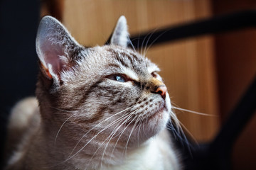 Beautiful elegant cat sitting and watching up.