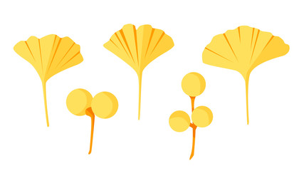 Alternative plant - ginkgo biloba leaves and berries. Vector set in flat style.