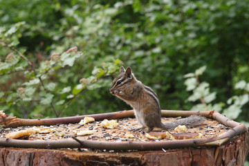 Chipmunk eats sitting in the classic pose - Powered by Adobe