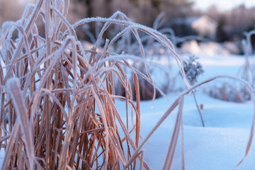 Frosted grass in winter close up - 240026646