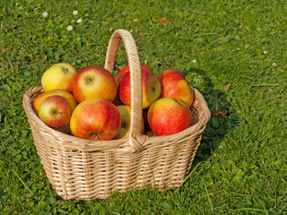Reife Äpfel im Korb