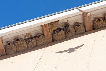 Cliff Swallows in mud nests