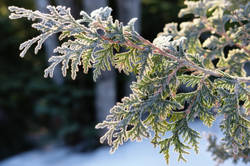 Cedar tree branch with frost in winter morning sun - 240026672