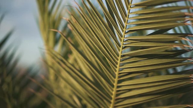Palm leaves sway in the wind closeup. Weather is windy