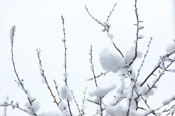 Fototapeta na wymiar Winter branches of trees in fluffy snow against the bright sky.