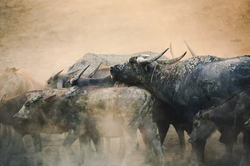 Foto op Canvas Group of Thai buffalo running © Peera