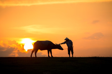 Fototapeta na wymiar Thai buffalo with farmer