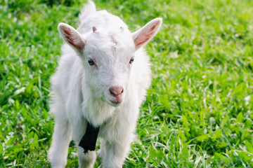 A small white horned goatling walks across a green summer field close-up