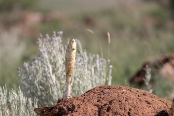 Fungus Podaxis pistillaris fruiting body growing on a termite mound