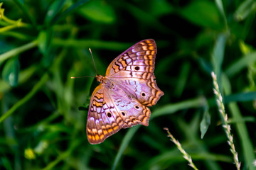 Obraz na płótnie Canvas Meadow argus, Junonia villida, brown butterfly