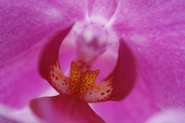 bl&uuml;hende Blumen