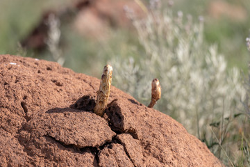 Fungus Podaxis pistillaris fruiting bodies growing on a termite mound