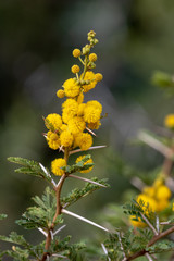 Yellow flowers of Acacia karroo (now called Vachellia karroo)