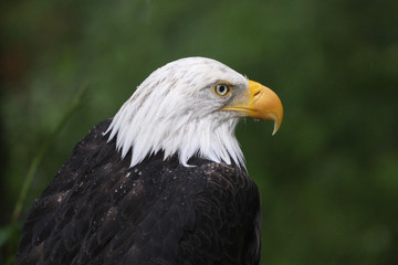 Portrait of a Bald Eagle