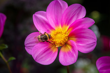 Fototapeta na wymiar Bien auf Blume