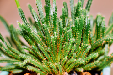 Cactus succulent green a lot of small bars together close-up.