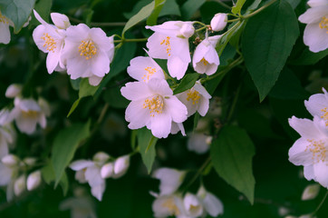 flowering apple tree branch