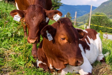 Cow pasture on beautiful green Alps mountain meadow, summer sunny day copy space, sustainable ecological organic farming concept © josefkubes